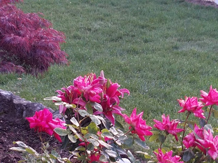 flowers and grass
