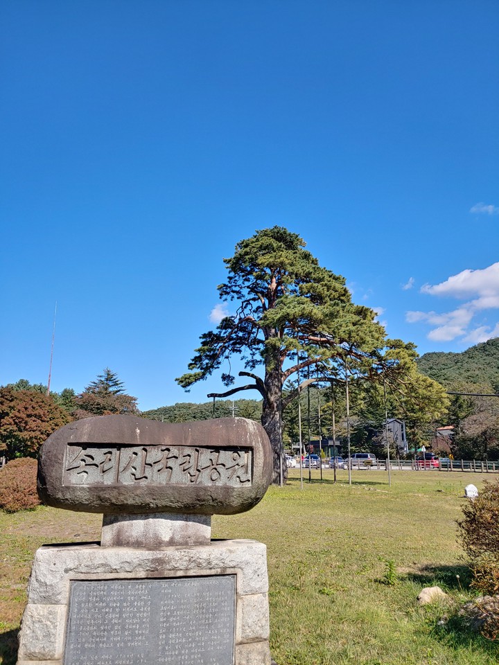 정이품송