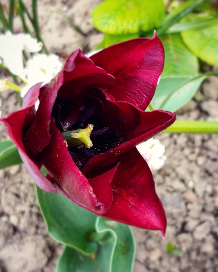 Tulip
