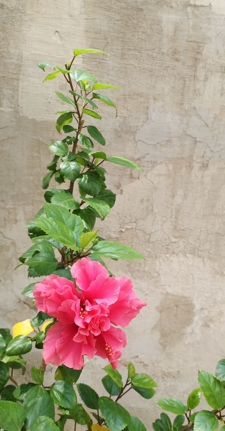 hibiscus flower