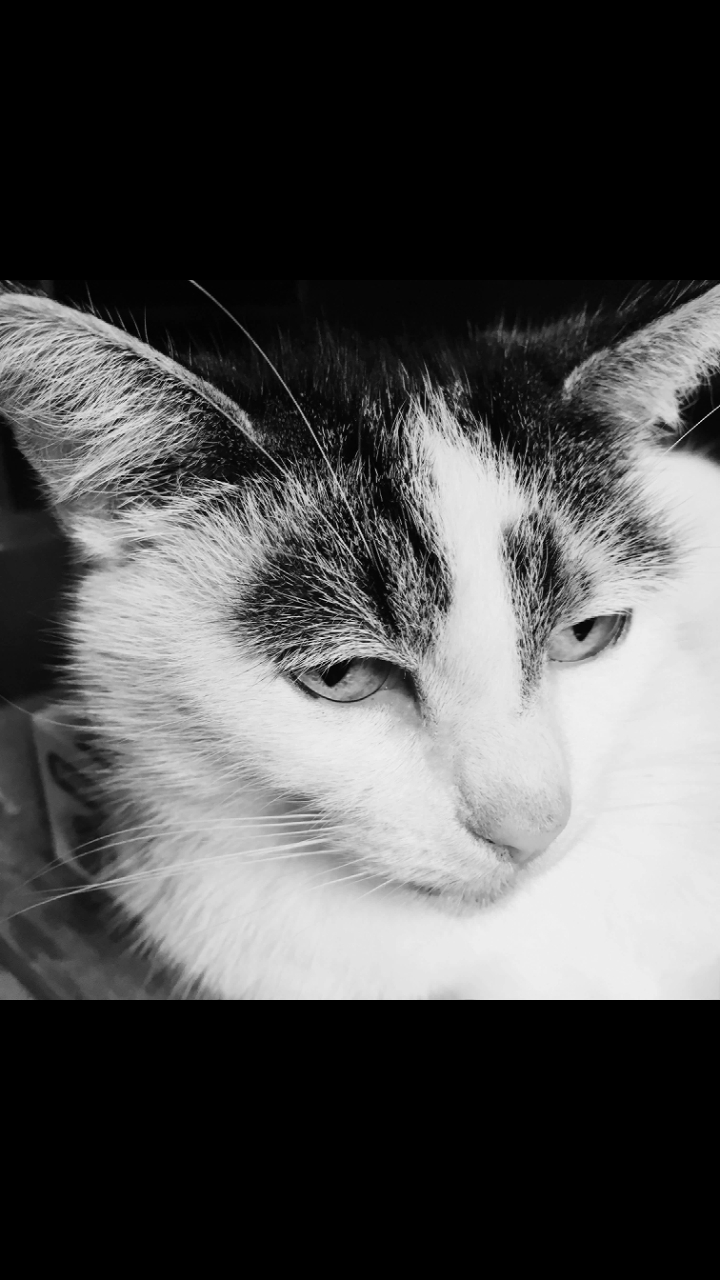 ♡cat♡