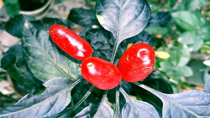 Red Pepper