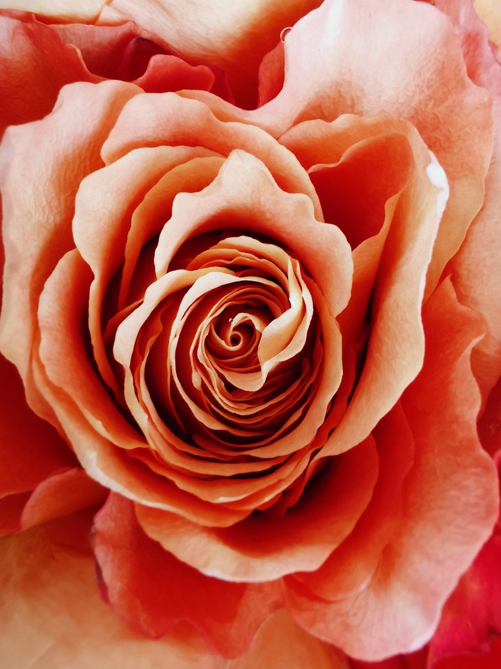 rose