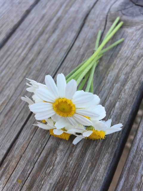 daisy