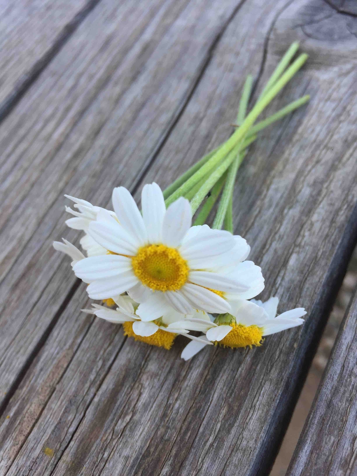 daisy