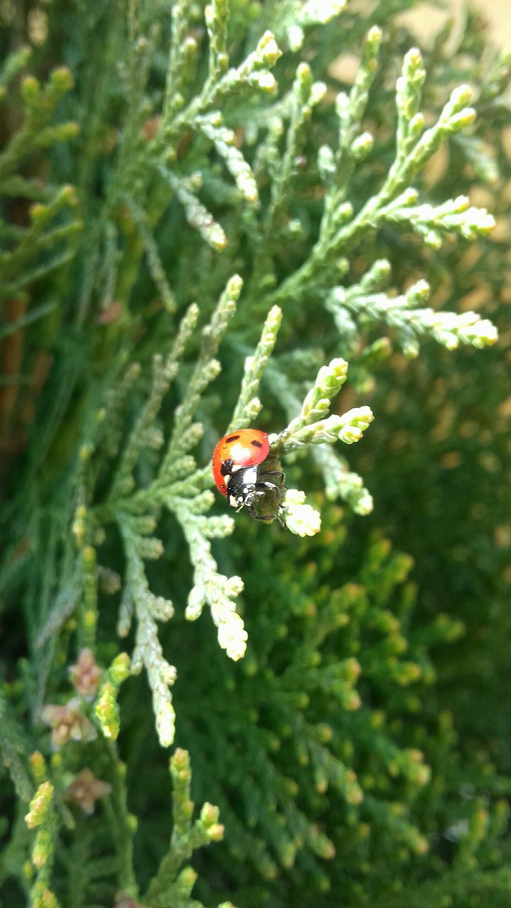 fir-tree