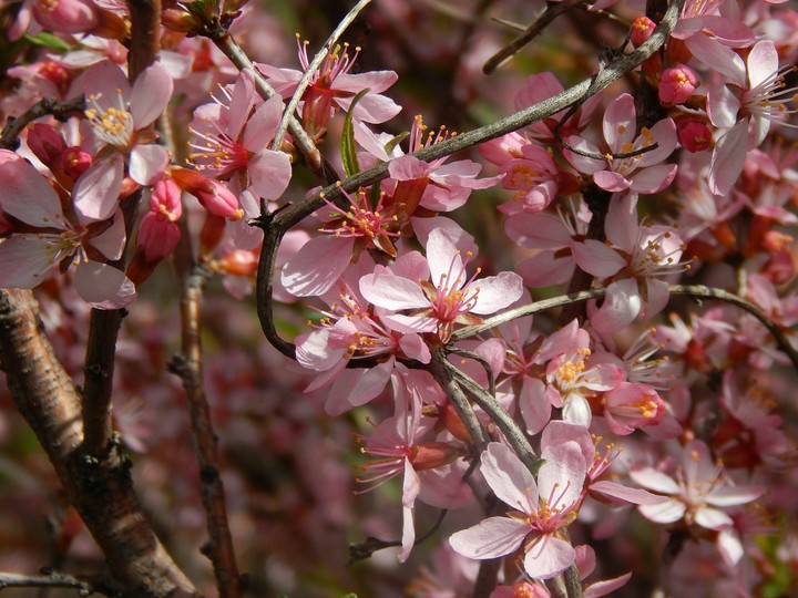 Almond