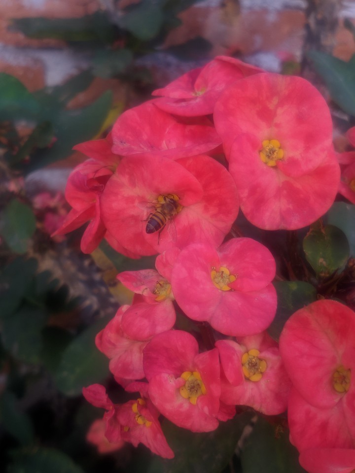 bee