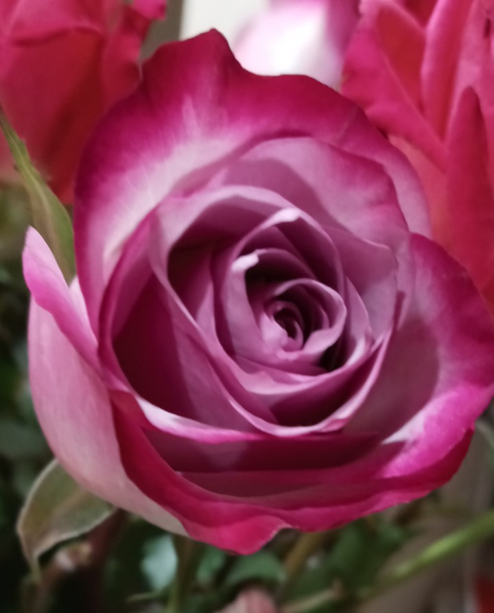 beautiful pink rose
