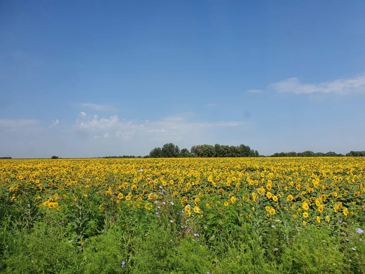 літечко
