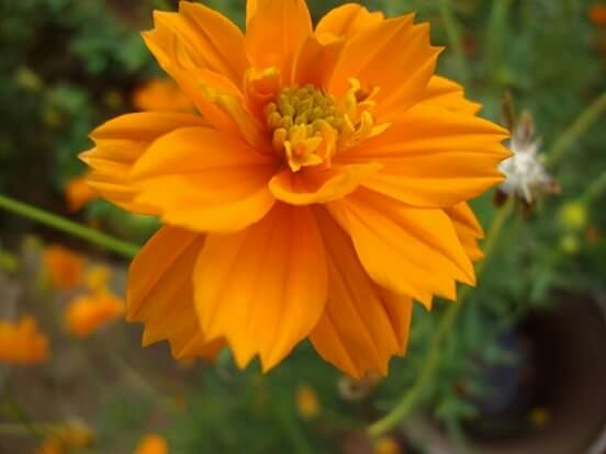 orange flower