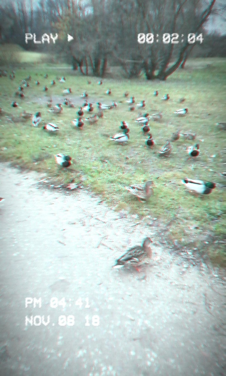 Ducks