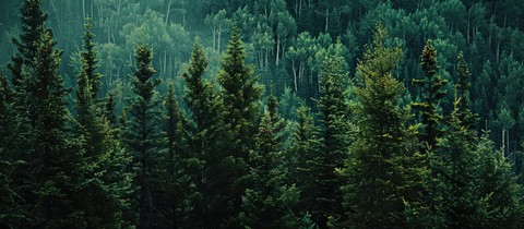 papéis de parede jungle, forest