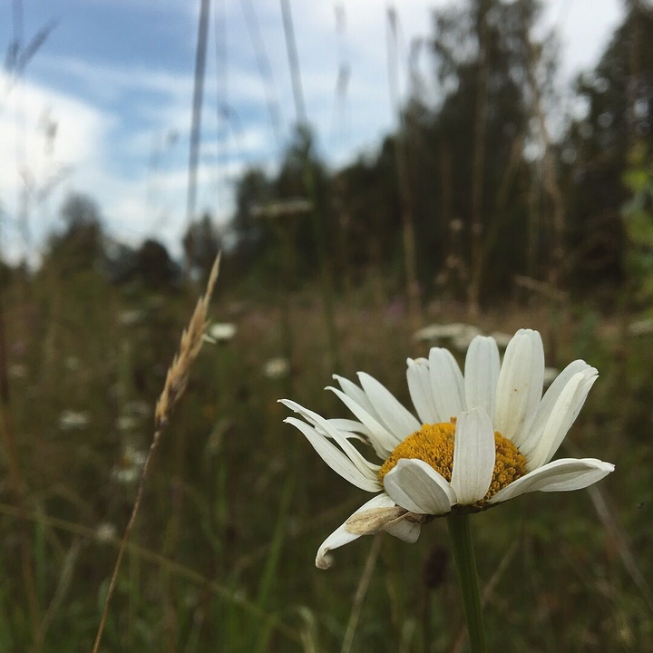 wild flower