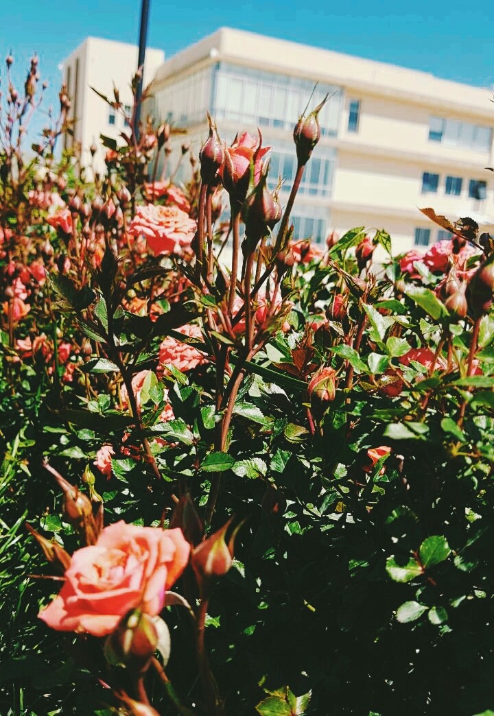 #univercity #campus #garden #flower