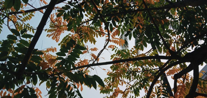 Colorful Winter Leaves