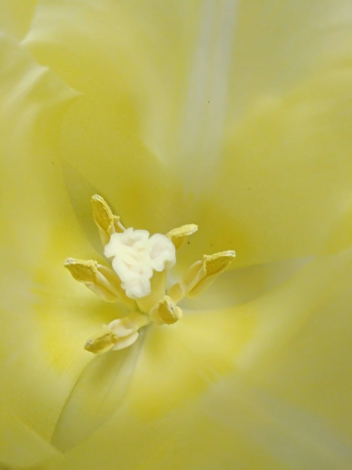 tulip