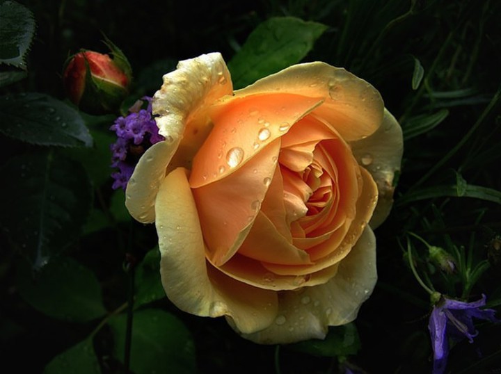 Roses růže
