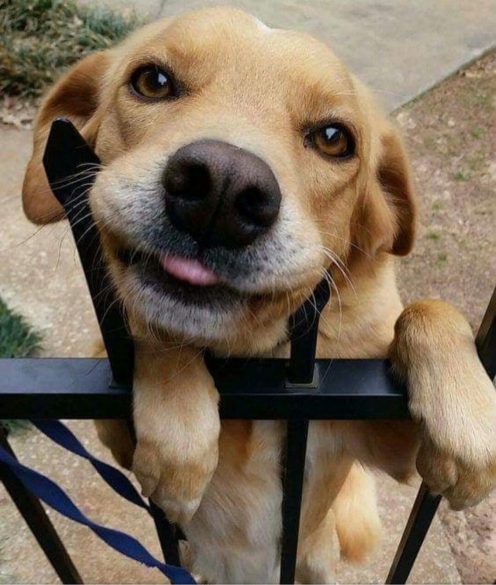 cão