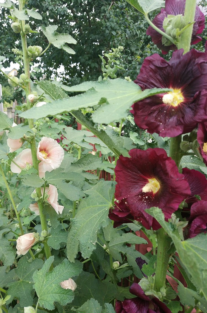 Mallow. Flowers.