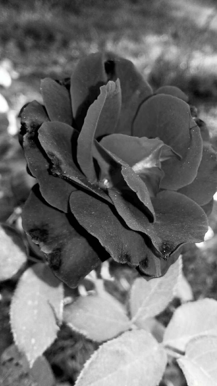 rose