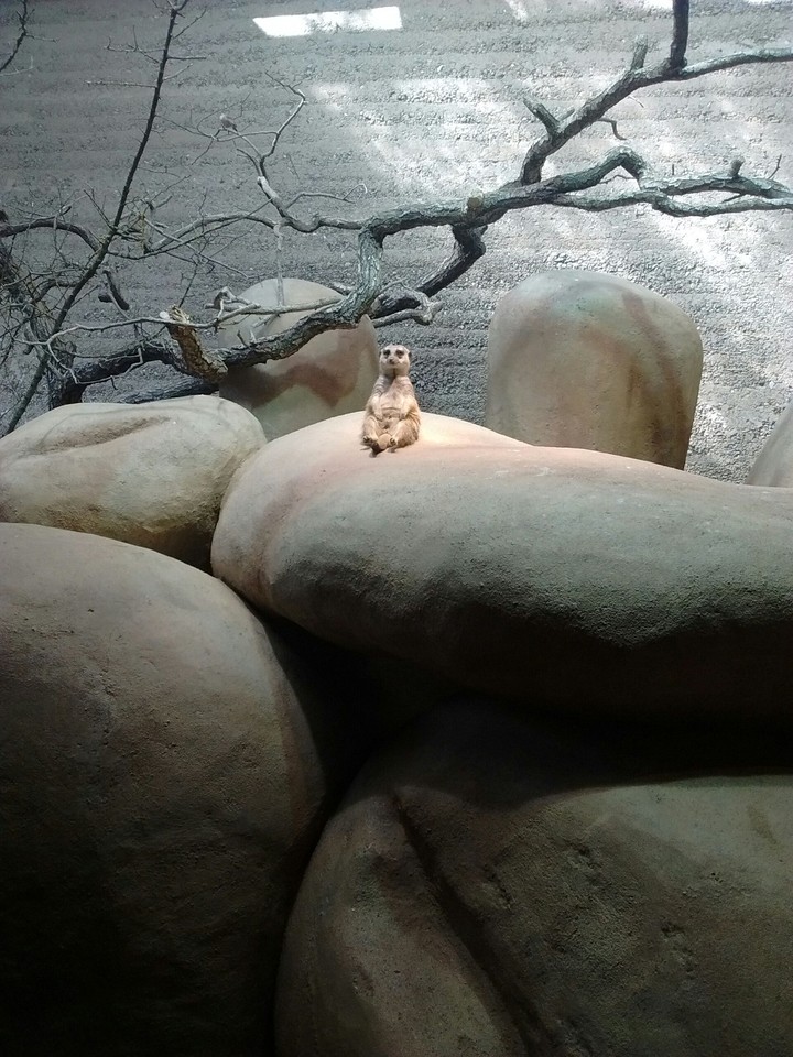 Erdmännchen