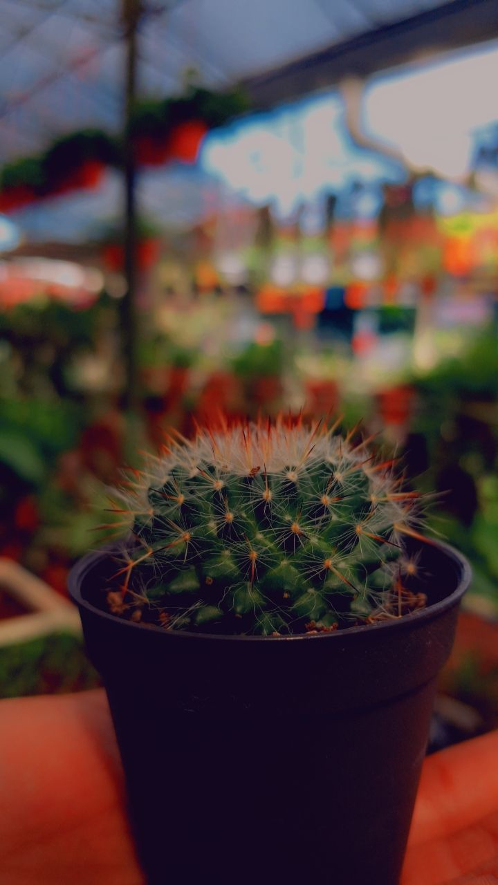 Cactus