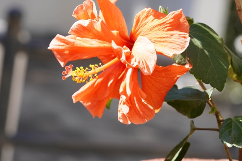 hibiscus