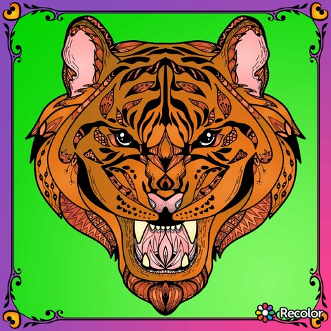 mammal, tiger wallpapers