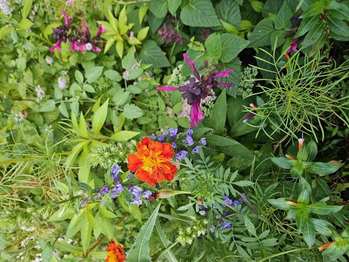 Beautiful Bouquet Ready to Pick!