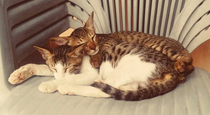 besties enjoying lazy Sunday 