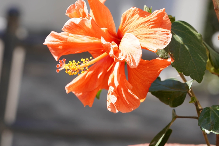 hibiscus