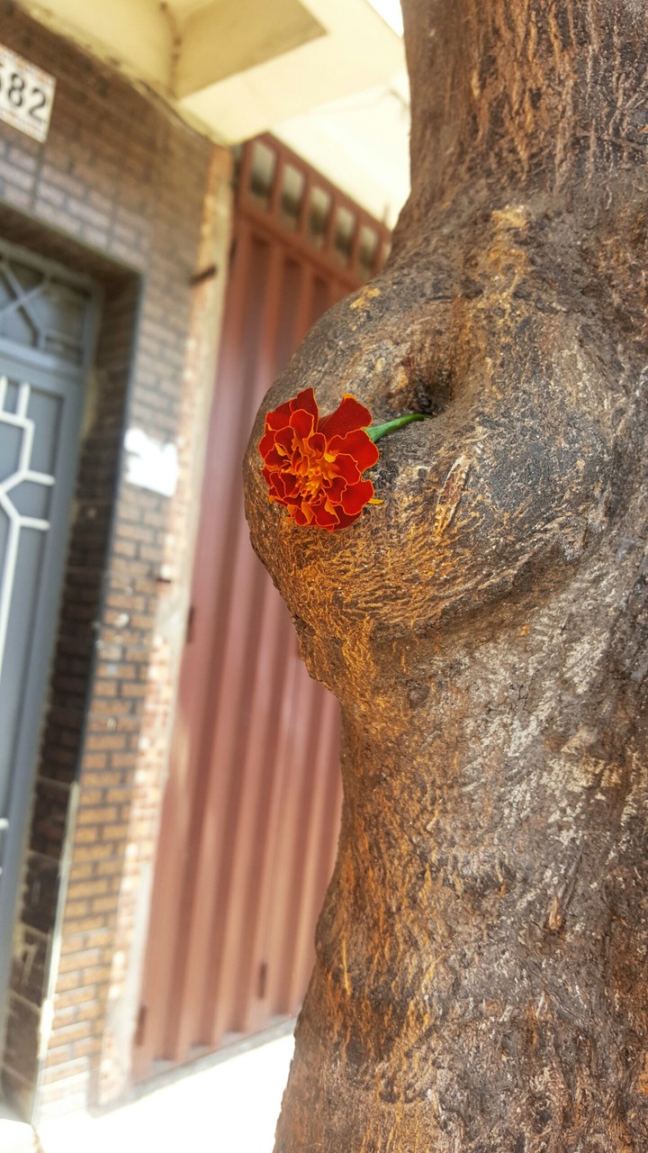 une fleur sur arbre