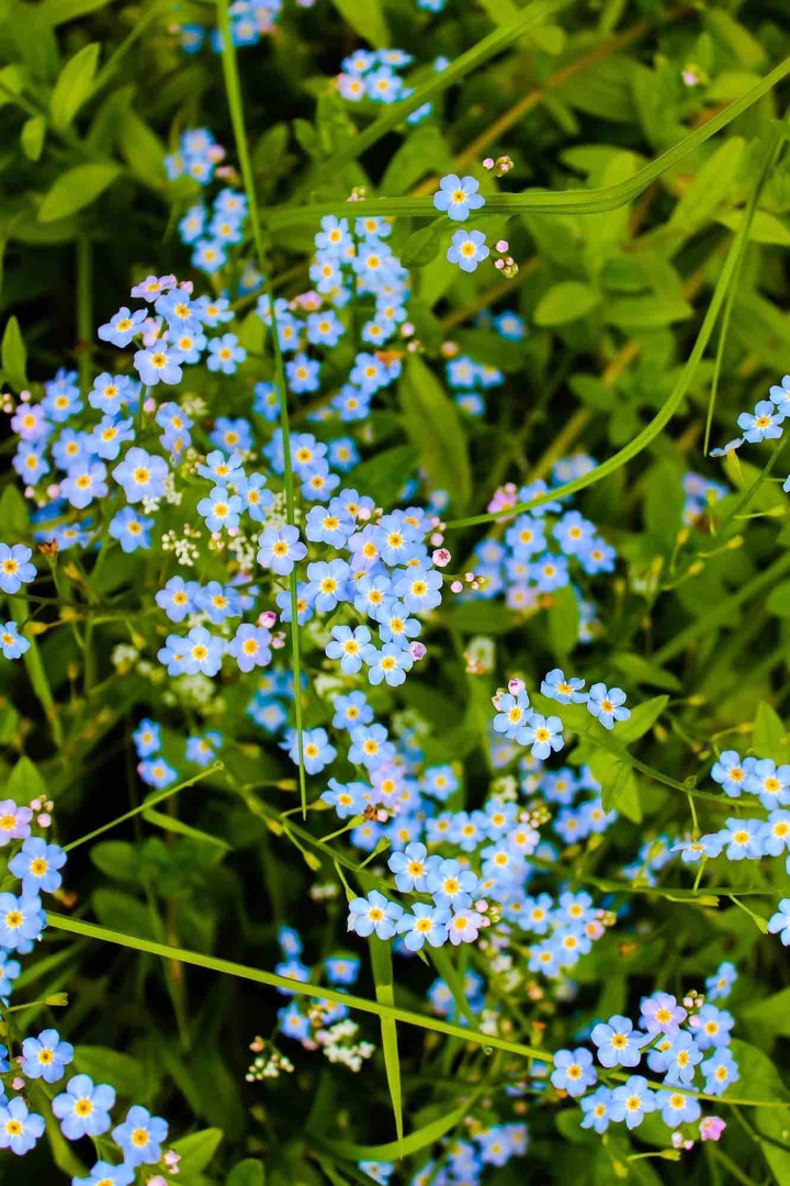 Forgetmenots