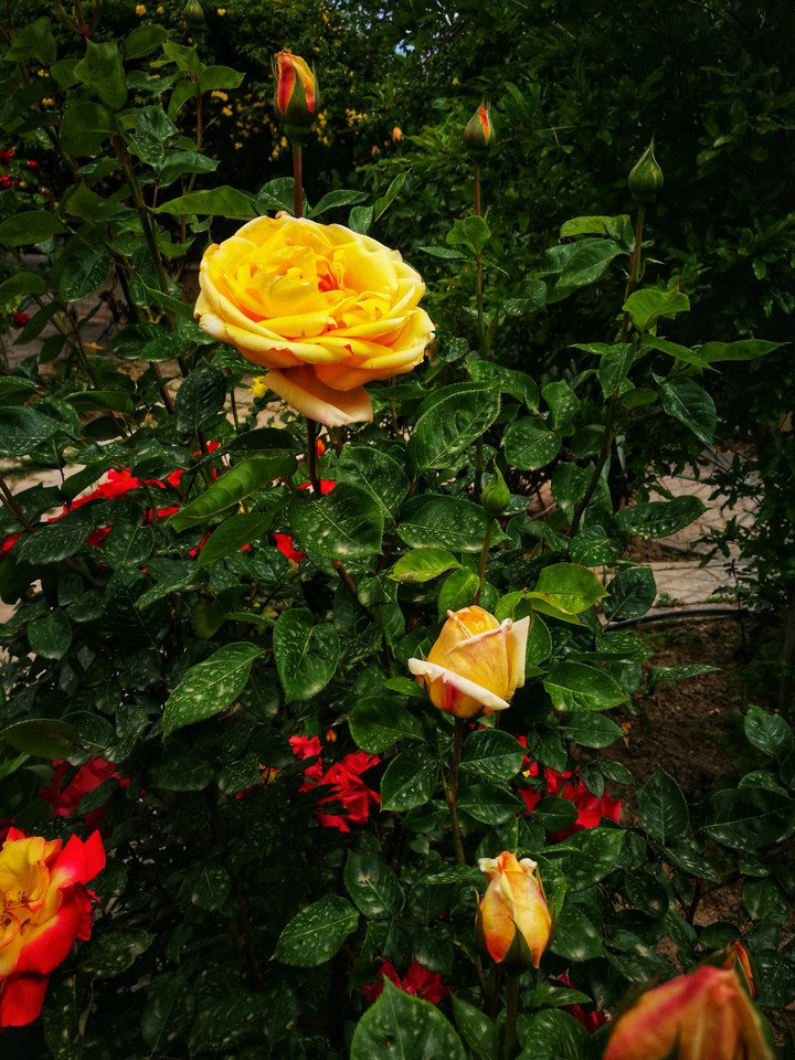 rose