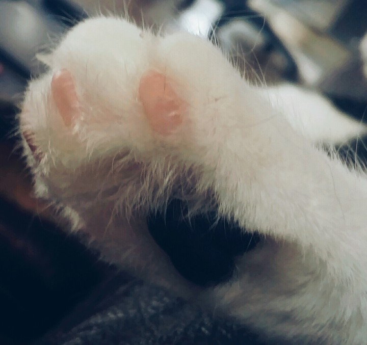tinyKitten