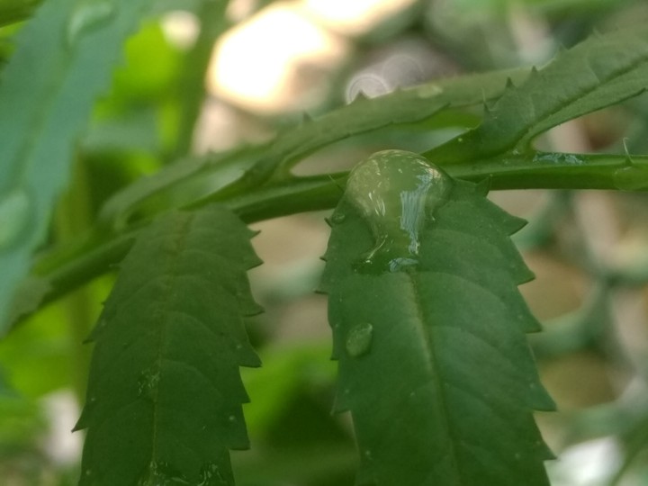 Dew Drop
