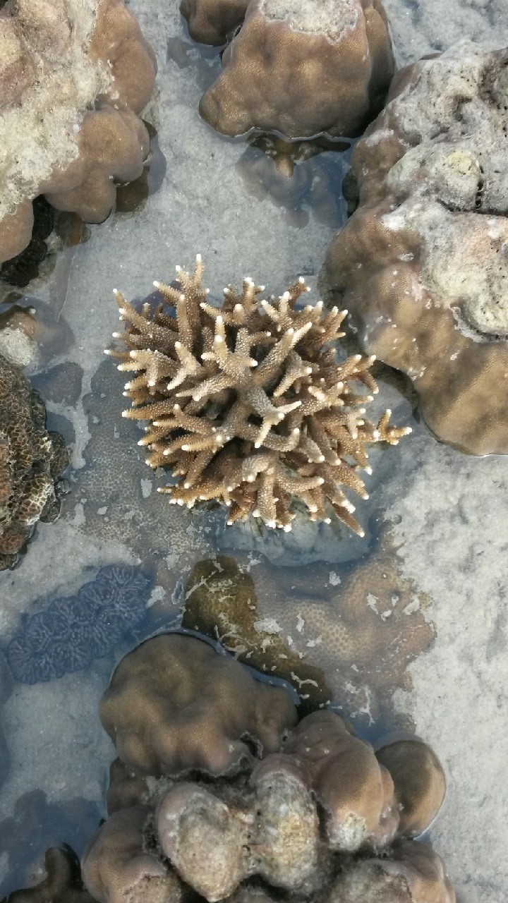 coral