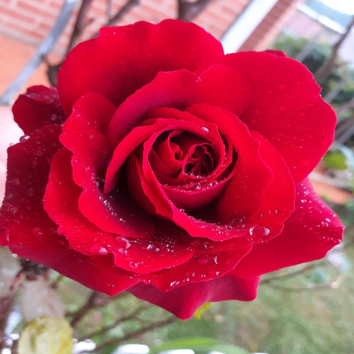 rose rouge
