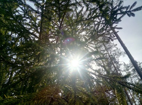 fondos de pantalla sky, rainforest