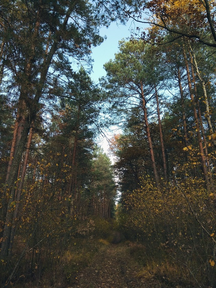 in the forest