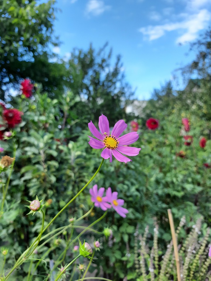 flower