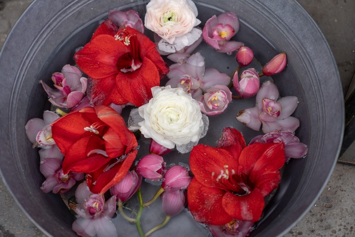 Flower