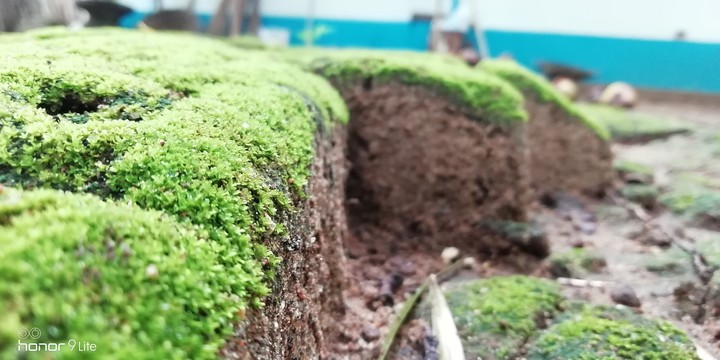 Green stone