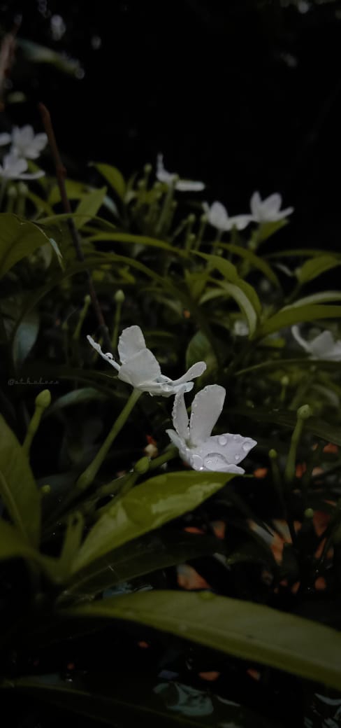 whitee