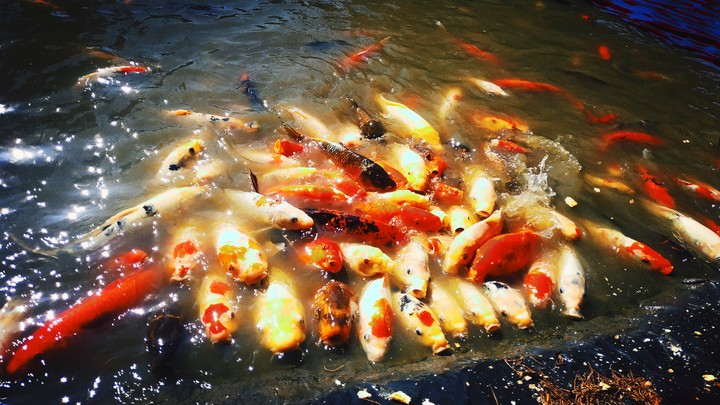 Karps