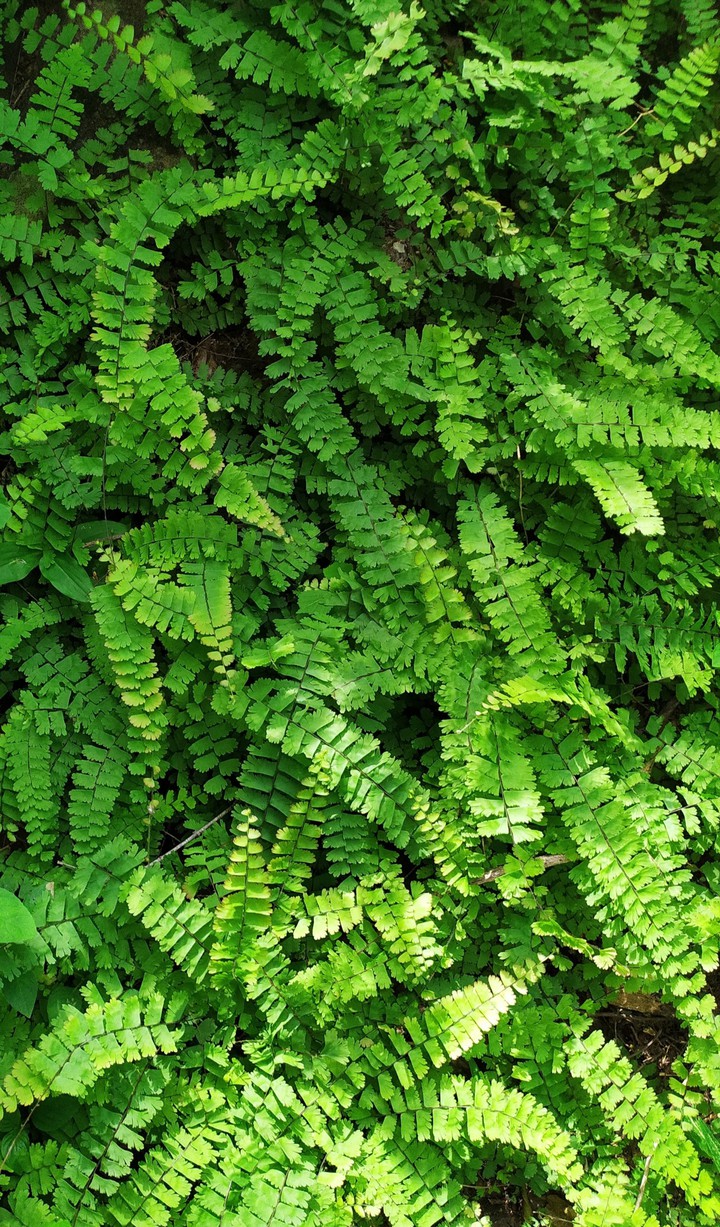 natural ferns