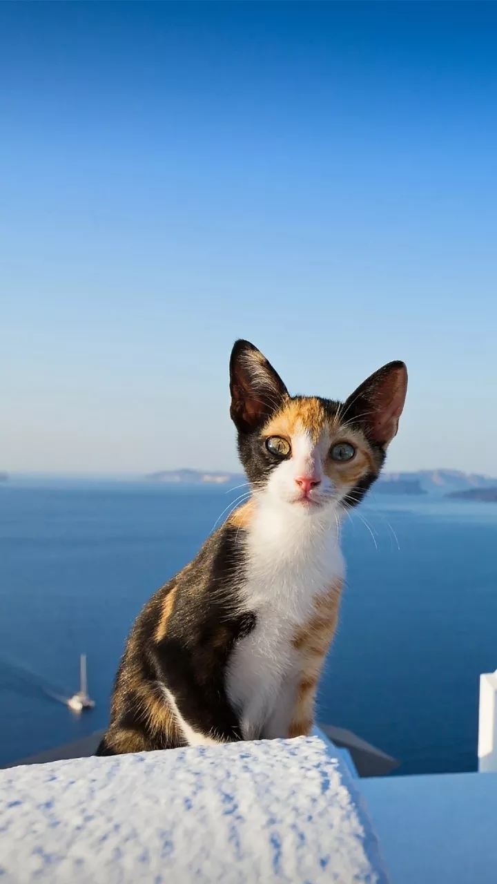 horror_kitten