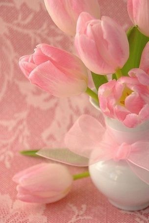 tulipa