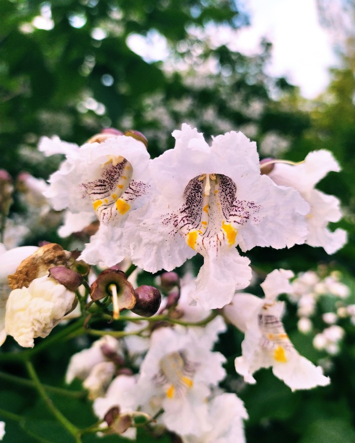bloom